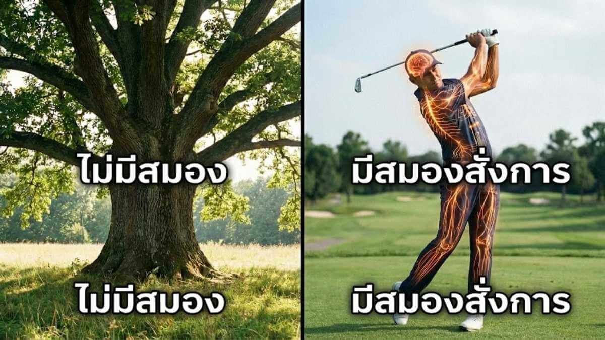 ภาพเปรียบเทียบต้นไม้ที่ไม่มีสมอง กับนักกอล์ฟที่ใช้สมองควบคุมการเคลื่อนไหว